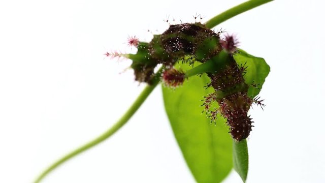 Caterpillar of White Commodore butterfly ( Parasarpa dudu ) eating host plant leaf