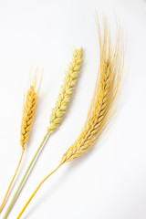 Fototapeta premium spikelets of wheat and grain on the white.