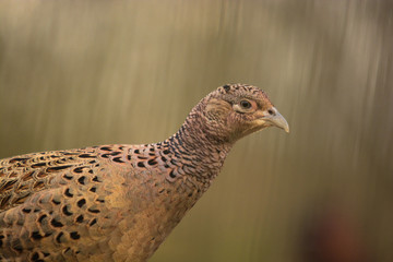 fagiano (Phasianus colchicus) femmina