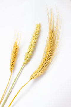 spikelets of wheat and grain on the white.