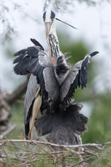 Graureiher, Grey heron, Ardea cinerea