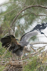 Graureiher, Grey heron, Ardea cinerea