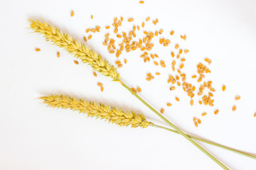 spikelets of wheat and grain on the white background.