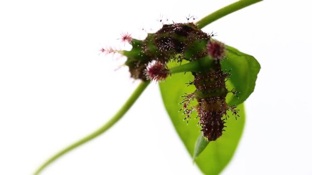 Caterpillar of White Commodore butterfly ( Parasarpa dudu ) eating host plant leaf