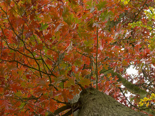 Oak