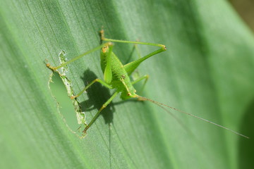 green grasshopper makro on green leaf