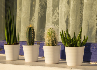 Cactus and succulents collection in small flowerpots