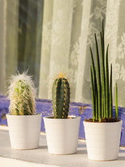 Group of cactus plants