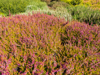Multicolor field of heather