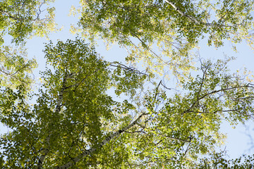 Fototapeta premium Blue sky. Crones of trees. Birch Grove. Green trees.