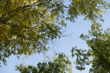 Fototapeta premium Blue sky. Crones of trees. Birch Grove. Green trees.