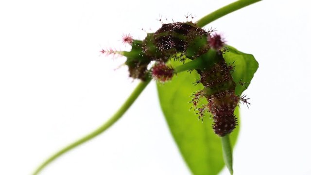 Caterpillar of White Commodore butterfly ( Parasarpa dudu ) eating host plant leaf
