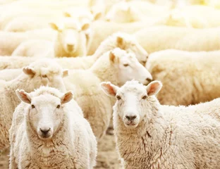 Washable wall murals Sheep Herd of sheep