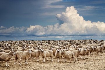 Naklejka premium Herd of sheep