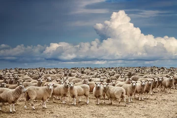 Crédence de cuisine en verre imprimé Moutons Herd of sheep
