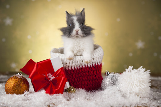 Funny bunny and Christmas background with winter decoration
