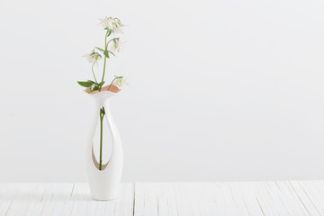 columbines in vase on white background