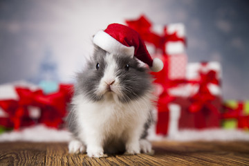 Little santa bunny on Christmas background