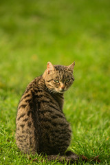 Gatto domestico su prato verde