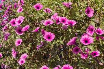 Obraz premium Petunien, Arrangement