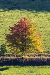 Naklejka premium landscape with colorful trees with leaves in fall at low mountain range sauerland, germany