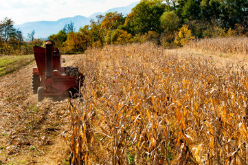 Harvesting corn field..