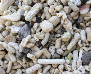White corals on a wild tropical beach. Dead coral closeup photo.
