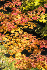 colorful tree with leaves in fall at low mountain range sauerland, germany