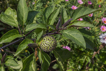 Zierpflanzenbaum im Park