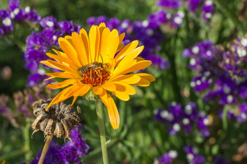 Biene im Park auf gelber Blüte, Makro