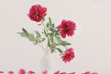 peonies in vase on white background