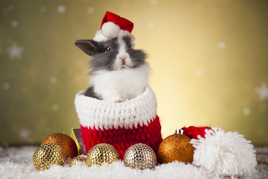 Funny rabbit in Santa hat with Christmas box 