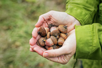 In the hands of women berries acorns oak. © lstudio