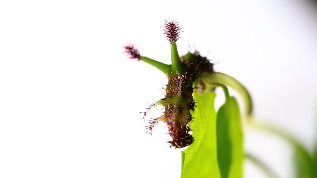 Caterpillar of White Commodore butterfly ( Parasarpa dudu ) eating host plant leaf