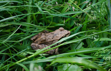 European common brown frog in grass (Rana temporaria)