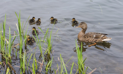 Duck family with ducklings swimming on the river