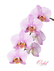 Orchid