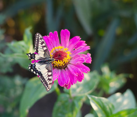butterfly on the flower, Papilio machaon