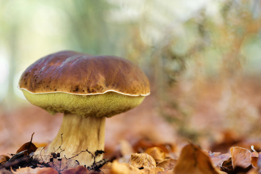 Landscape with mushrooms