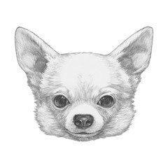 Portrait of Chihuahua. Hand drawn illustration.