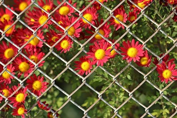 Rote Herbst-Chrysantheme hinter Maschendrahtzaun
