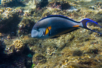 Lined Surgeonfish in Red sea