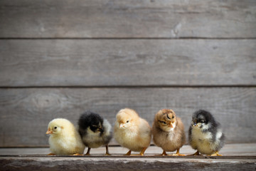 little  kid chick standing on wooden background © Maya Kruchancova