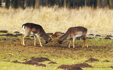 Fallow Deers