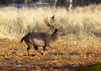 Fallow deer