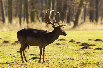 Fallow deer