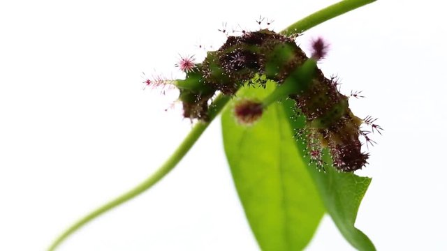 Caterpillar of White Commodore butterfly ( Parasarpa dudu ) eating host plant leaf