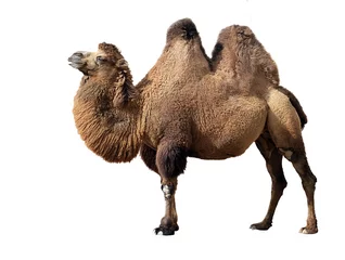 Tuinposter Bactrische kameel © Balint Radu