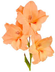 gladiolus orange 3