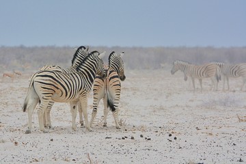 Fototapeta na wymiar Steppenzebras (Equus quagga) im Etosha Nationalpark